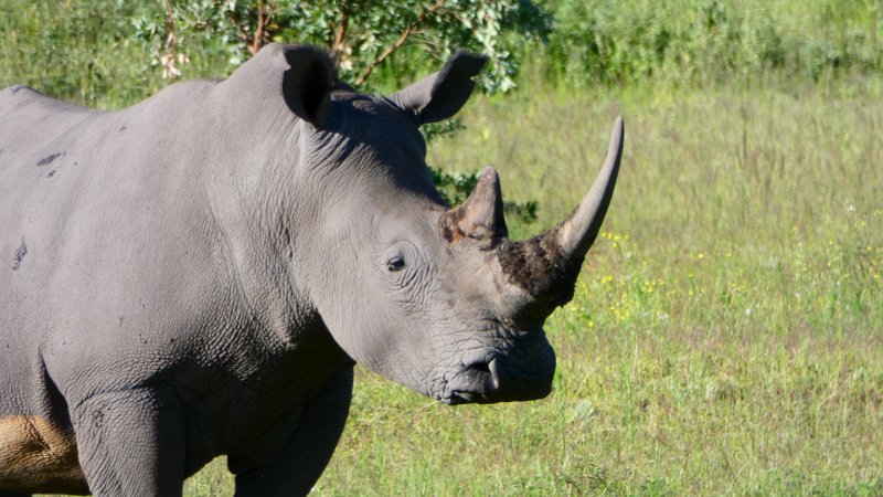 Breitmaulnashorn Entabeni.jpg